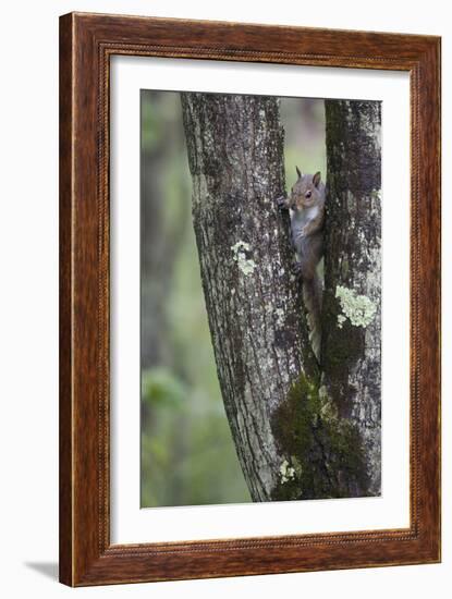 Squirreling Around-Susann Parker-Framed Photographic Print