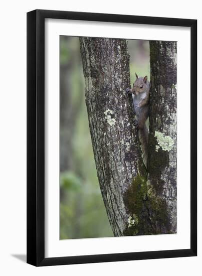 Squirreling Around-Susann Parker-Framed Photographic Print