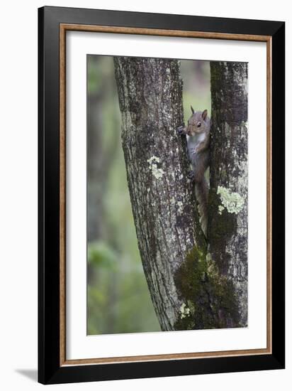 Squirreling Around-Susann Parker-Framed Photographic Print