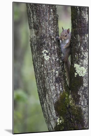 Squirreling Around-Susann Parker-Mounted Photographic Print