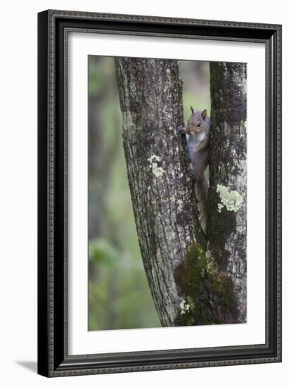 Squirreling Around-Susann Parker-Framed Photographic Print