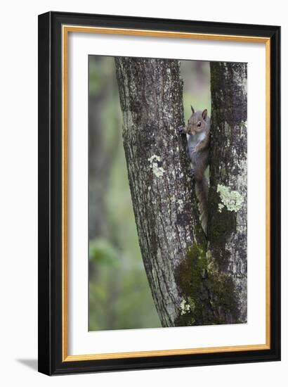 Squirreling Around-Susann Parker-Framed Photographic Print