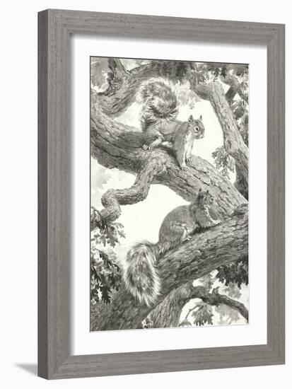 Squirrels in Tree-null-Framed Art Print