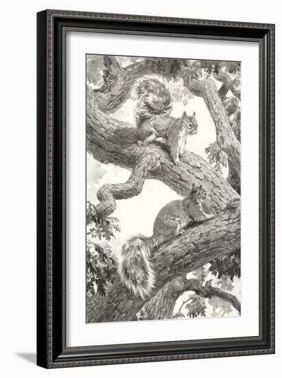 Squirrels in Tree-null-Framed Art Print