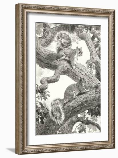 Squirrels in Tree-null-Framed Premium Giclee Print
