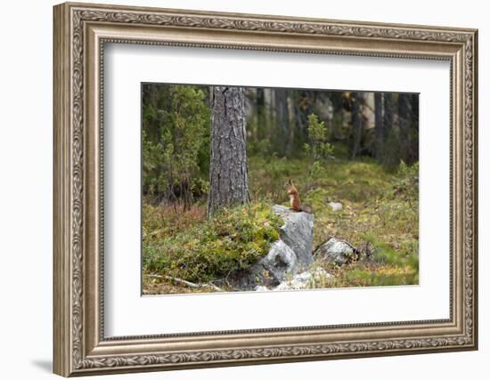 Squirrels, Sciurus Vulgaris, Finland-Christian Zappel-Framed Photographic Print