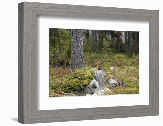 Squirrels, Sciurus Vulgaris, Finland-Christian Zappel-Framed Photographic Print