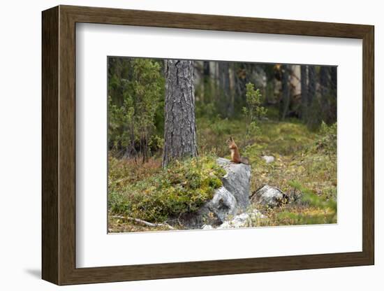 Squirrels, Sciurus Vulgaris, Finland-Christian Zappel-Framed Photographic Print
