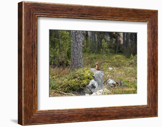 Squirrels, Sciurus Vulgaris, Finland-Christian Zappel-Framed Photographic Print