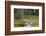 Squirrels, Sciurus Vulgaris, Finland-Christian Zappel-Framed Photographic Print