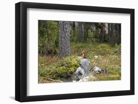 Squirrels, Sciurus Vulgaris, Finland-Christian Zappel-Framed Photographic Print