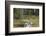 Squirrels, Sciurus Vulgaris, Finland-Christian Zappel-Framed Photographic Print