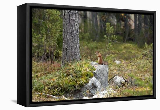 Squirrels, Sciurus Vulgaris, Finland-Christian Zappel-Framed Premier Image Canvas