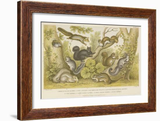 Squirrels-null-Framed Giclee Print