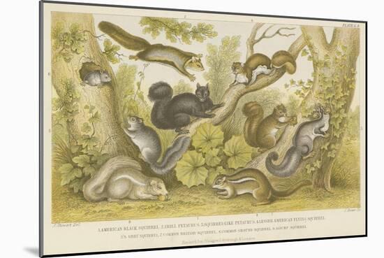 Squirrels-null-Mounted Giclee Print