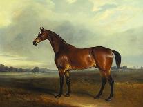 A Bay Hunter, the Property of the Hon F. Craven in a Landscape-John Ferneley, Sr-Mounted Giclee Print