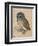 Sreech-Owl, 1508-Albrecht Dürer-Framed Giclee Print