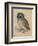 Sreech-Owl, 1508-Albrecht Dürer-Framed Giclee Print