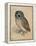 Sreech-Owl, 1508-Albrecht Dürer-Framed Premier Image Canvas