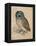 Sreech-Owl, 1508-Albrecht Dürer-Framed Premier Image Canvas