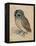 Sreech-Owl, 1508-Albrecht Dürer-Framed Premier Image Canvas