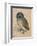 Sreech-Owl, 1508-Albrecht Dürer-Framed Premium Giclee Print