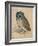 Sreech-Owl, 1508-Albrecht Dürer-Framed Giclee Print