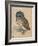 Sreech-Owl, 1508-Albrecht Dürer-Framed Giclee Print