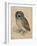 Sreech-Owl, 1508-Albrecht Dürer-Framed Giclee Print