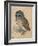 Sreech-Owl, 1508-Albrecht Dürer-Framed Giclee Print