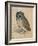 Sreech-Owl, 1508-Albrecht Dürer-Framed Giclee Print