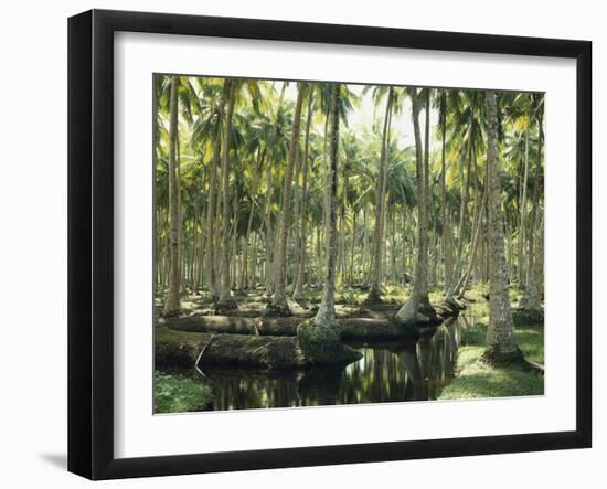 Sri Lanka, Coconut Palm Plantation-Thonig-Framed Photographic Print