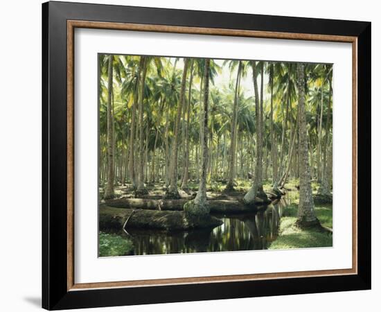 Sri Lanka, Coconut Palm Plantation-Thonig-Framed Photographic Print