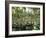 Sri Lanka, Coconut Palm Plantation-Thonig-Framed Photographic Print