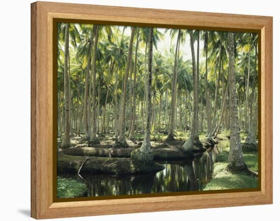 Sri Lanka, Coconut Palm Plantation-Thonig-Framed Premier Image Canvas