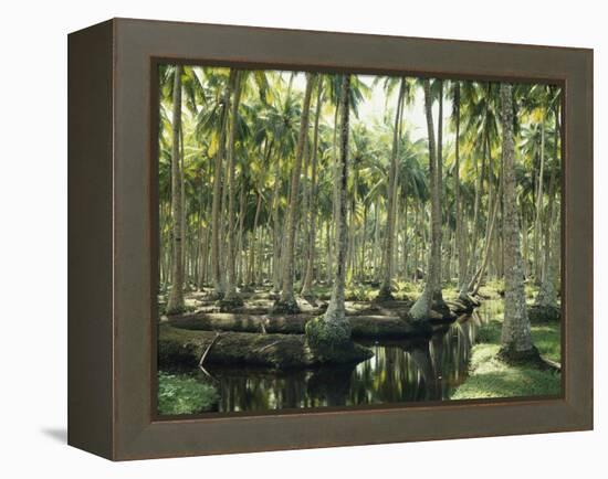 Sri Lanka, Coconut Palm Plantation-Thonig-Framed Premier Image Canvas