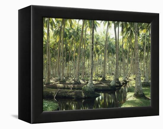 Sri Lanka, Coconut Palm Plantation-Thonig-Framed Premier Image Canvas