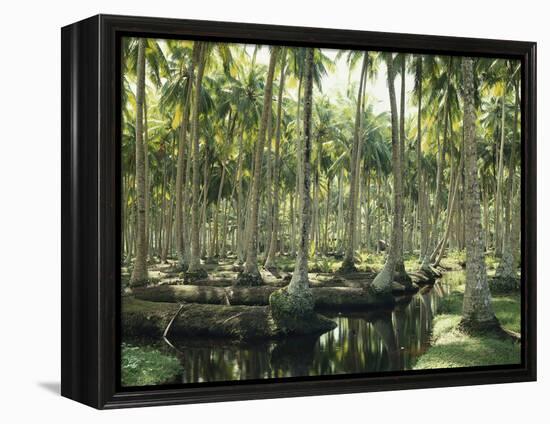 Sri Lanka, Coconut Palm Plantation-Thonig-Framed Premier Image Canvas