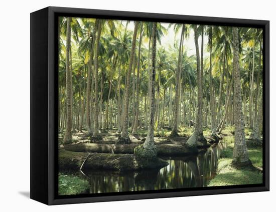 Sri Lanka, Coconut Palm Plantation-Thonig-Framed Premier Image Canvas
