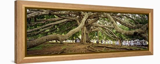 Sri Lanka, Kandy, Peradeniya Botanic Gardens; School Girls Pass by a Bodhi, or Pipal, Tree-Amar Grover-Framed Premier Image Canvas