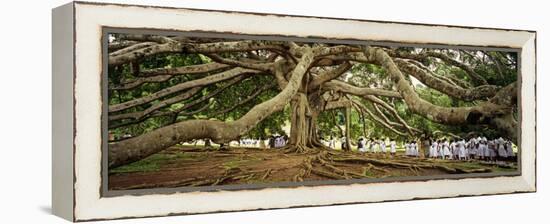 Sri Lanka, Kandy, Peradeniya Botanic Gardens; School Girls Pass by a Bodhi, or Pipal, Tree-Amar Grover-Framed Premier Image Canvas