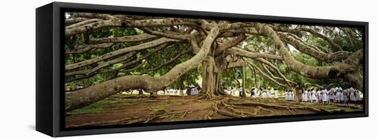 Sri Lanka, Kandy, Peradeniya Botanic Gardens; School Girls Pass by a Bodhi, or Pipal, Tree-Amar Grover-Framed Premier Image Canvas