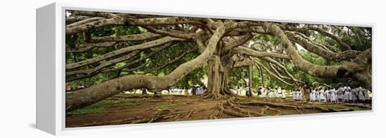 Sri Lanka, Kandy, Peradeniya Botanic Gardens; School Girls Pass by a Bodhi, or Pipal, Tree-Amar Grover-Framed Premier Image Canvas