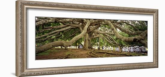 Sri Lanka, Kandy, Peradeniya Botanic Gardens; School Girls Pass by a Bodhi, or Pipal, Tree-Amar Grover-Framed Photographic Print