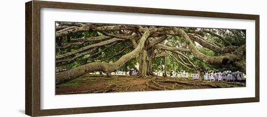 Sri Lanka, Kandy, Peradeniya Botanic Gardens; School Girls Pass by a Bodhi, or Pipal, Tree-Amar Grover-Framed Photographic Print