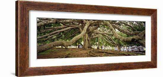 Sri Lanka, Kandy, Peradeniya Botanic Gardens; School Girls Pass by a Bodhi, or Pipal, Tree-Amar Grover-Framed Photographic Print