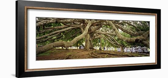 Sri Lanka, Kandy, Peradeniya Botanic Gardens; School Girls Pass by a Bodhi, or Pipal, Tree-Amar Grover-Framed Photographic Print