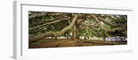 Sri Lanka, Kandy, Peradeniya Botanic Gardens; School Girls Pass by a Bodhi, or Pipal, Tree-Amar Grover-Framed Photographic Print