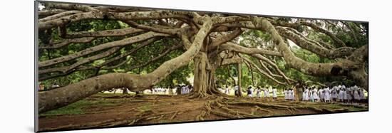 Sri Lanka, Kandy, Peradeniya Botanic Gardens; School Girls Pass by a Bodhi, or Pipal, Tree-Amar Grover-Mounted Photographic Print