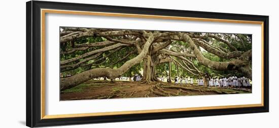 Sri Lanka, Kandy, Peradeniya Botanic Gardens; School Girls Pass by a Bodhi, or Pipal, Tree-Amar Grover-Framed Photographic Print